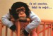 šimpanz je mi smutno